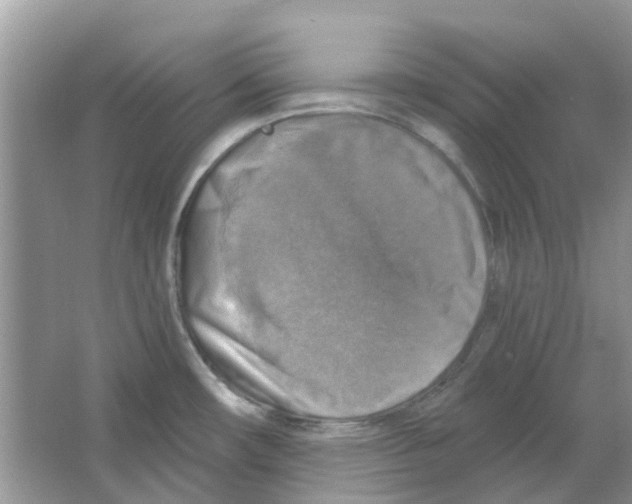 X0000063511482200602172132