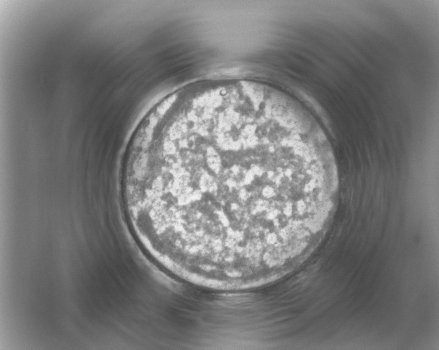 X0000063511483200602172132