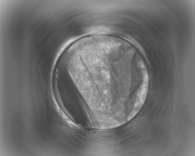 X0000063511488200602172132