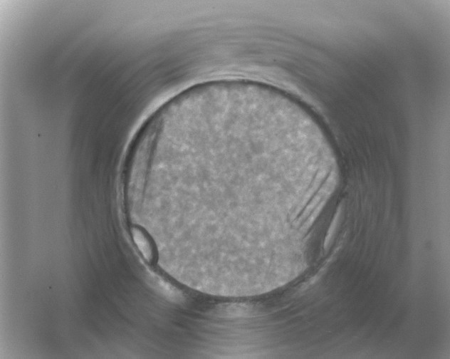 X0000063511517200602172132