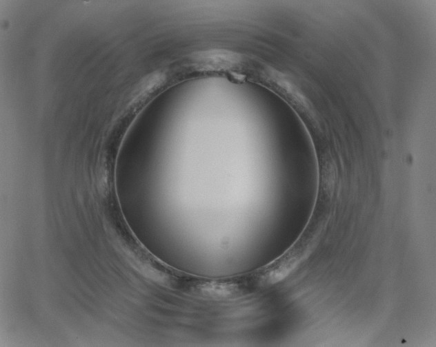 X0000063520261200601201440