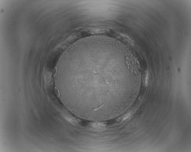 X0000063520327200601201439