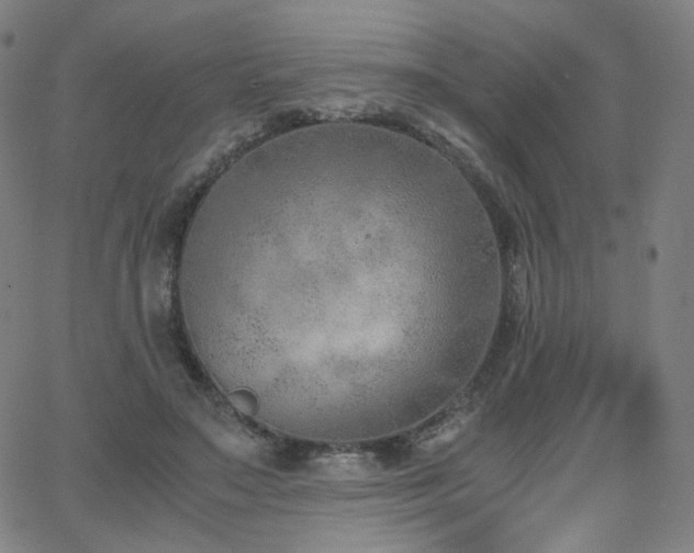 X0000063520499200601201436