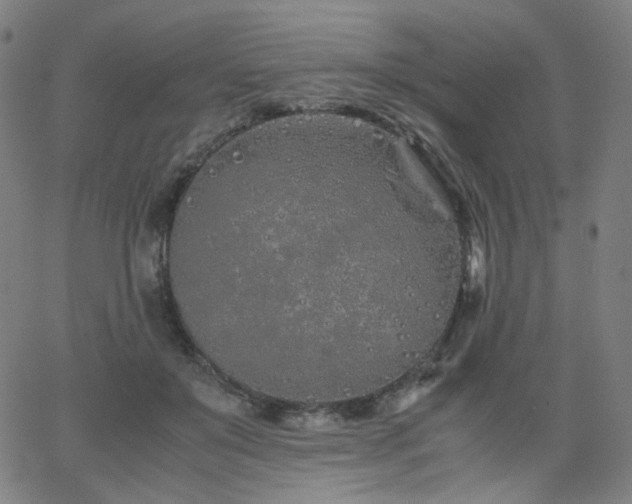 X0000063520503200601201436