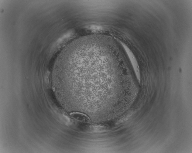 X0000063520650200601201434