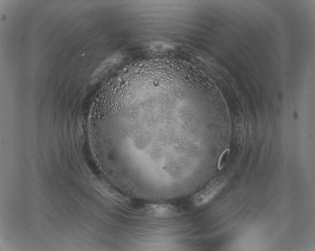 X0000063520654200601201434