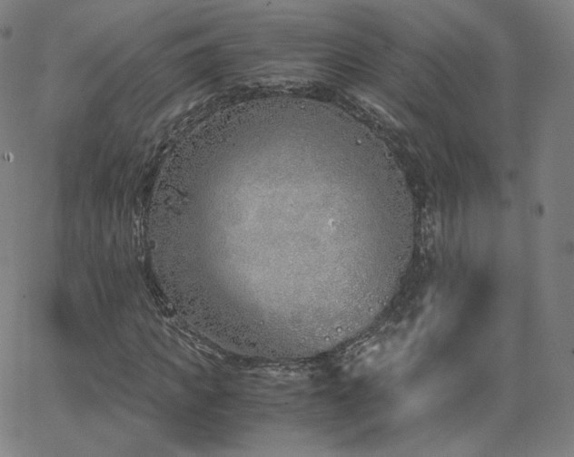 X0000063520917200601201429