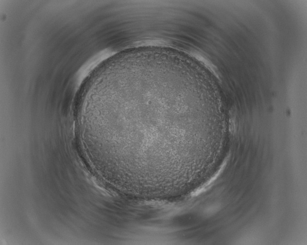 X0000063521117200601201426