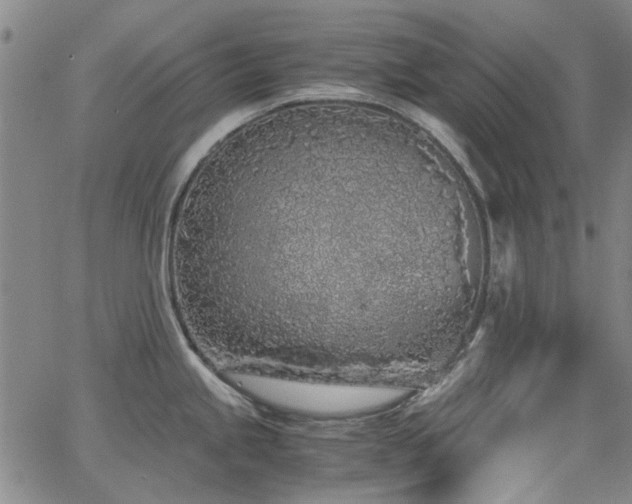 X0000063521245200601201425