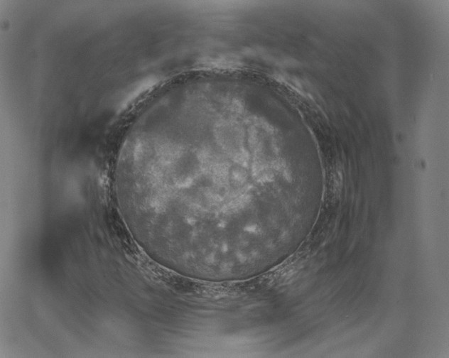 X0000063521254200601201424