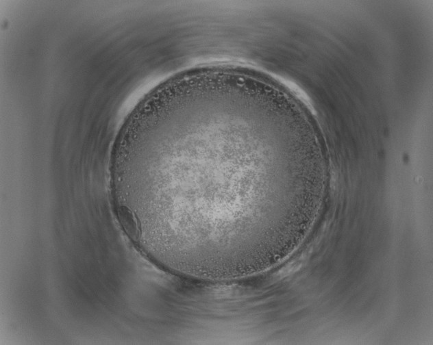 X0000063521279200601201424