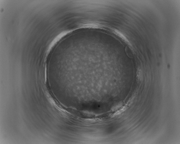 X0000063521323200601201423