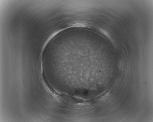 X0000063521323200601231505