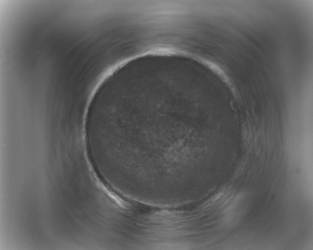 X0000063521327200601231505