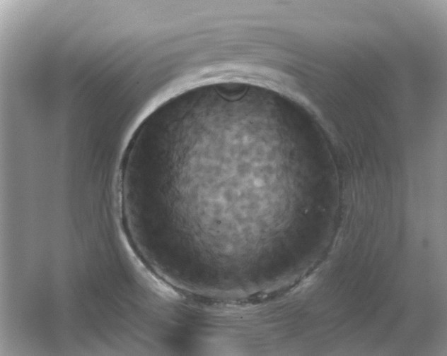 X0000063521522200601231502