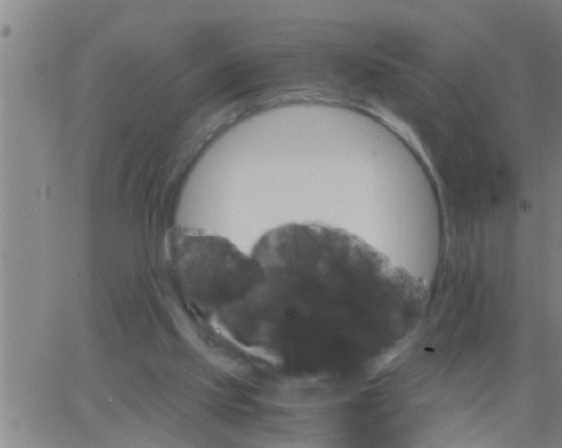 X0000063520061200601271846