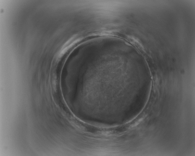 X0000063520295200601271843