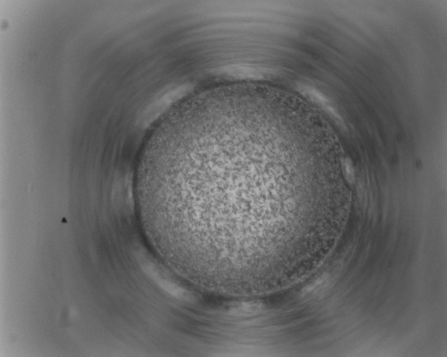 X0000063520398200601271841