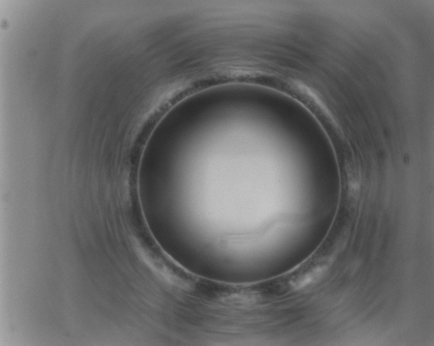 X0000063520447200601271840