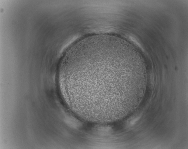 X0000063520491200601271839