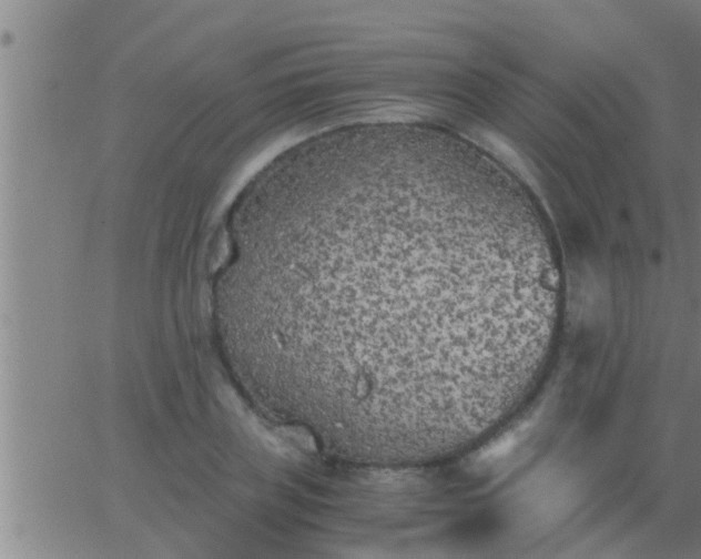 X0000063520835200601271834