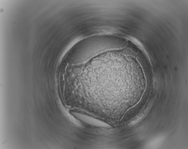 X0000063520859200601271834