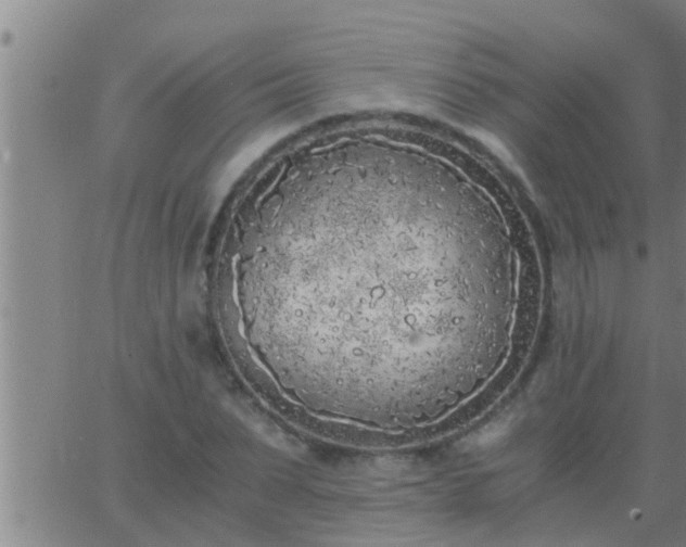 X0000063520879200601271833