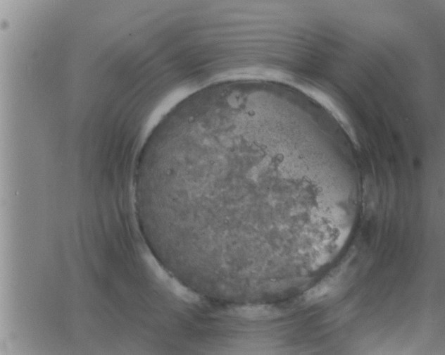 X0000063520998200601271831