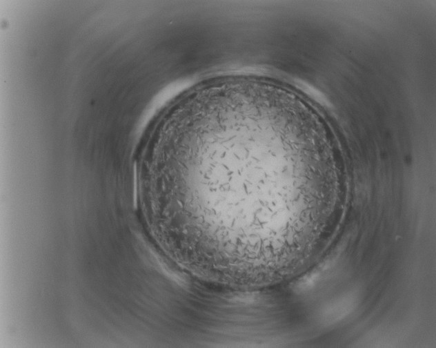 X0000063521223200601271827