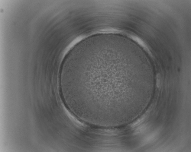 X0000063521229200601271827