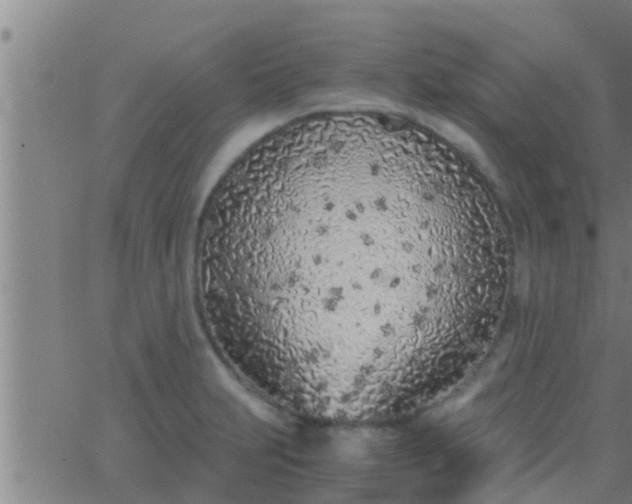 X0000063521231200601271827