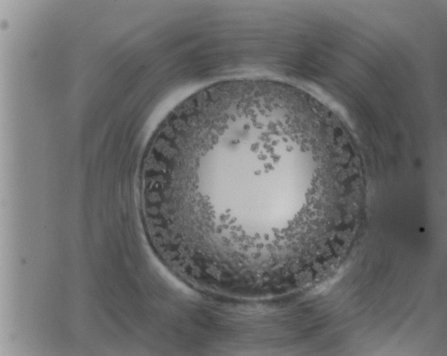 X0000063521239200601271828