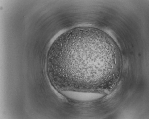 X0000063521245200601271828