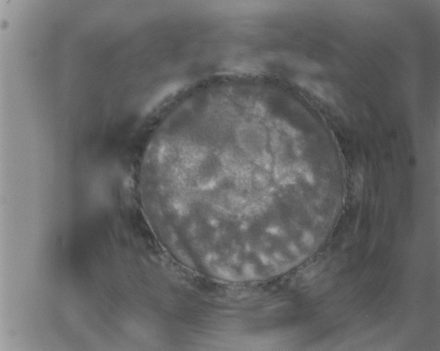 X0000063521254200601271827