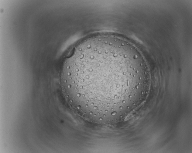 X0000063521255200601271827