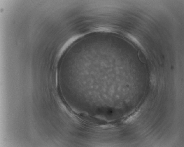 X0000063521323200601271826