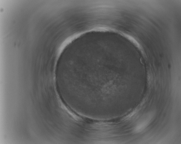 X0000063521327200601271826