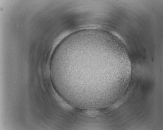 X0000063521466200601271823