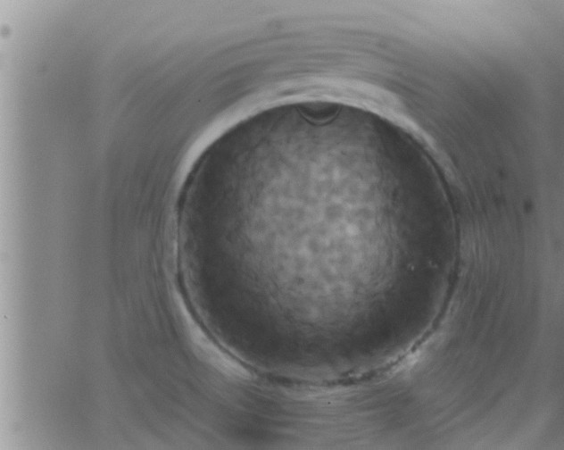 X0000063521522200601271823