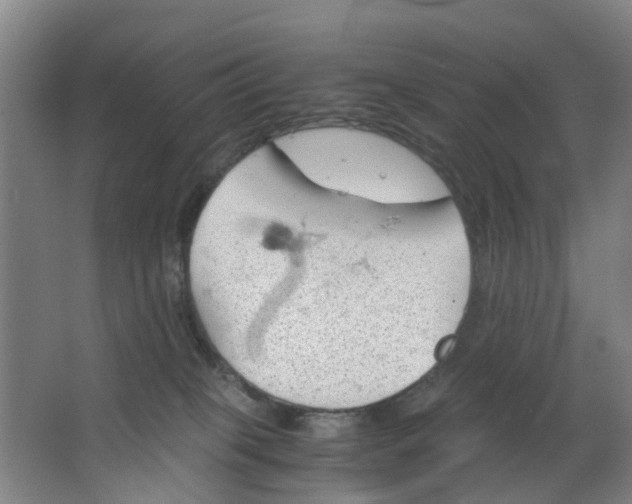 X0000063520085200602032121