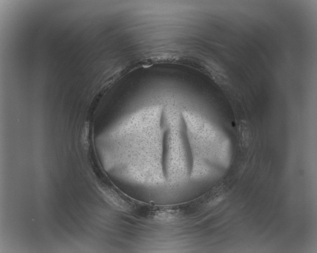 X0000063520550200602032113