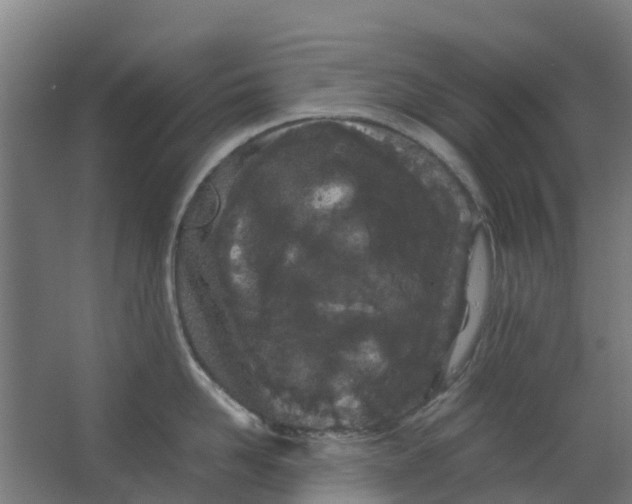 X0000063520958200602032106