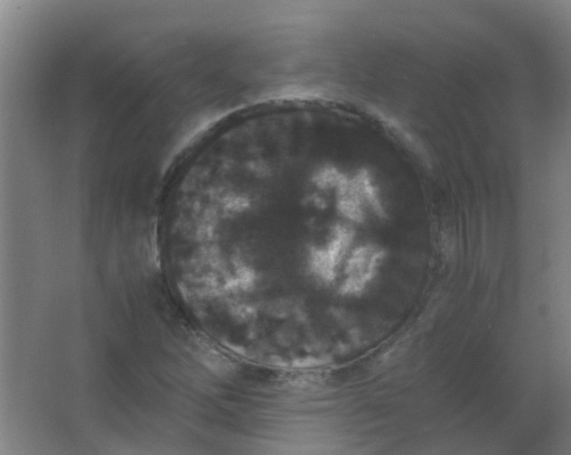 X0000063521262200602032101