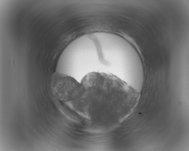 X0000063520061200602102002