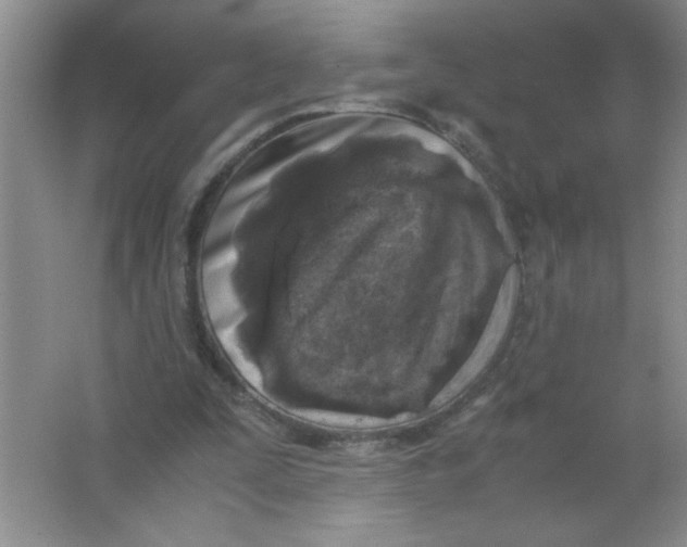 X0000063520295200602101958