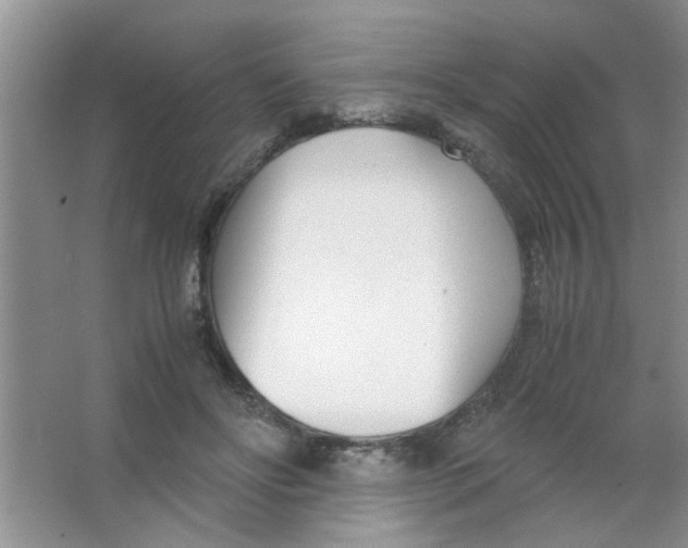 X0000063520502200602101955