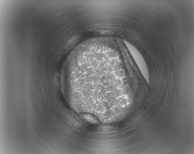 X0000063520650200602101952