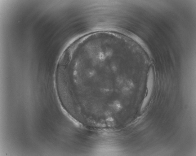 X0000063520958200602101948