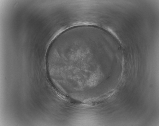 X0000063521173200602101944