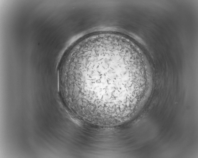 X0000063521223200602101943